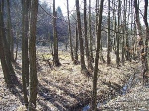 podmáčená niva potoka, březen 2007
