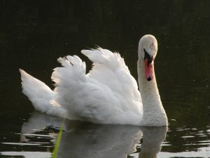 Labuť na rybníku Oběšenec, červenec 2016